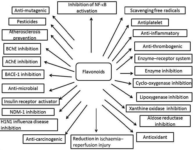 Grafika przedstawiająca szczegółowe właściwości flawonoidów